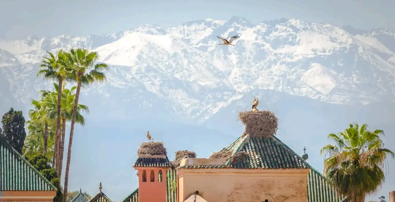 1741557261369-cropped