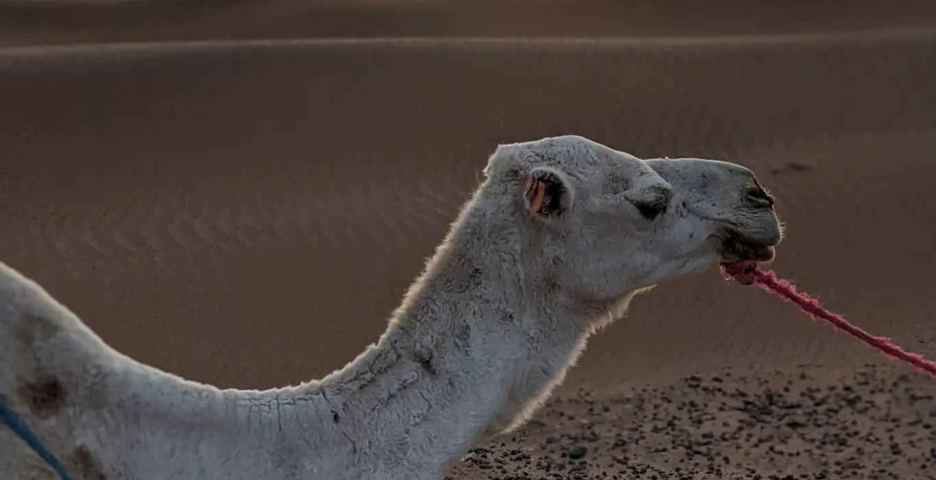 darolti-dan-GJw9zRK_VBs-unsplash-cropped