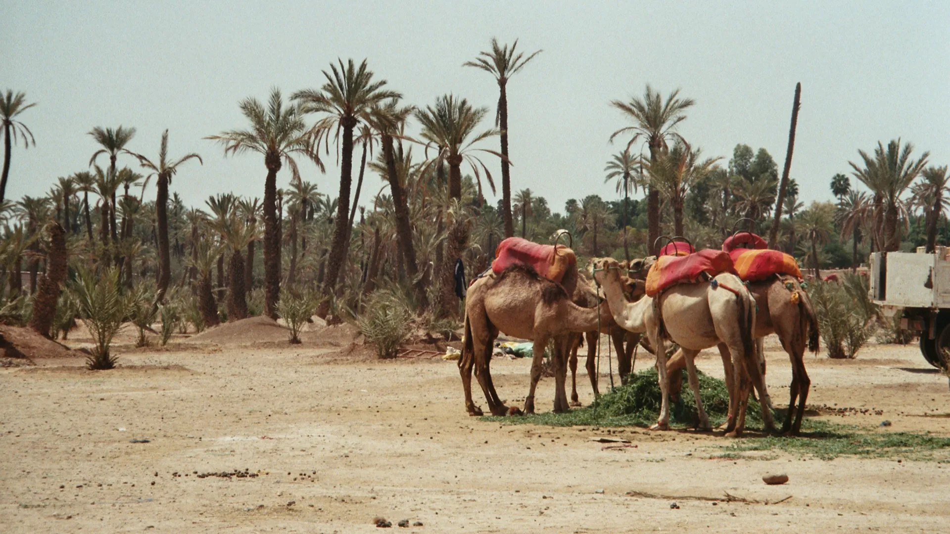 camels