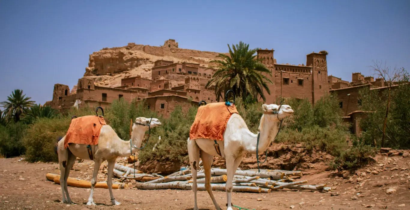 sebastiano-corti-hFHt6MtHn84-unsplash-cropped