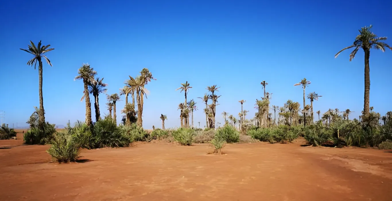 palmeraie marrakech
