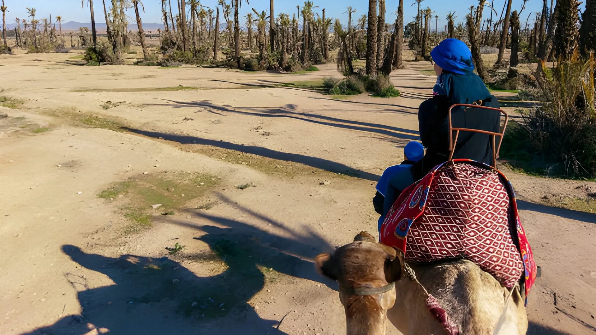 camel ride in palmeraie